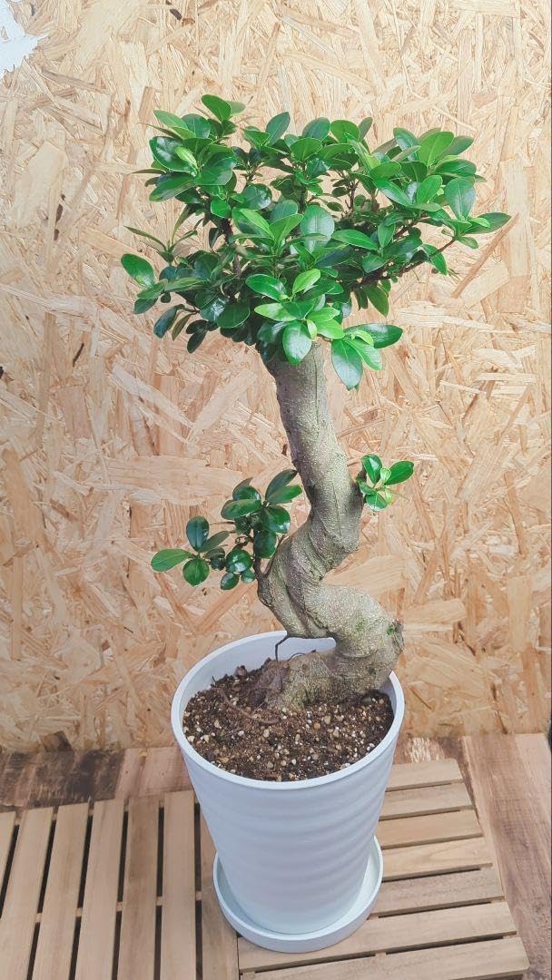 現品】曲がり 購入 昇り龍 ガジュマル 縁起物 白 ロングポット7 人気